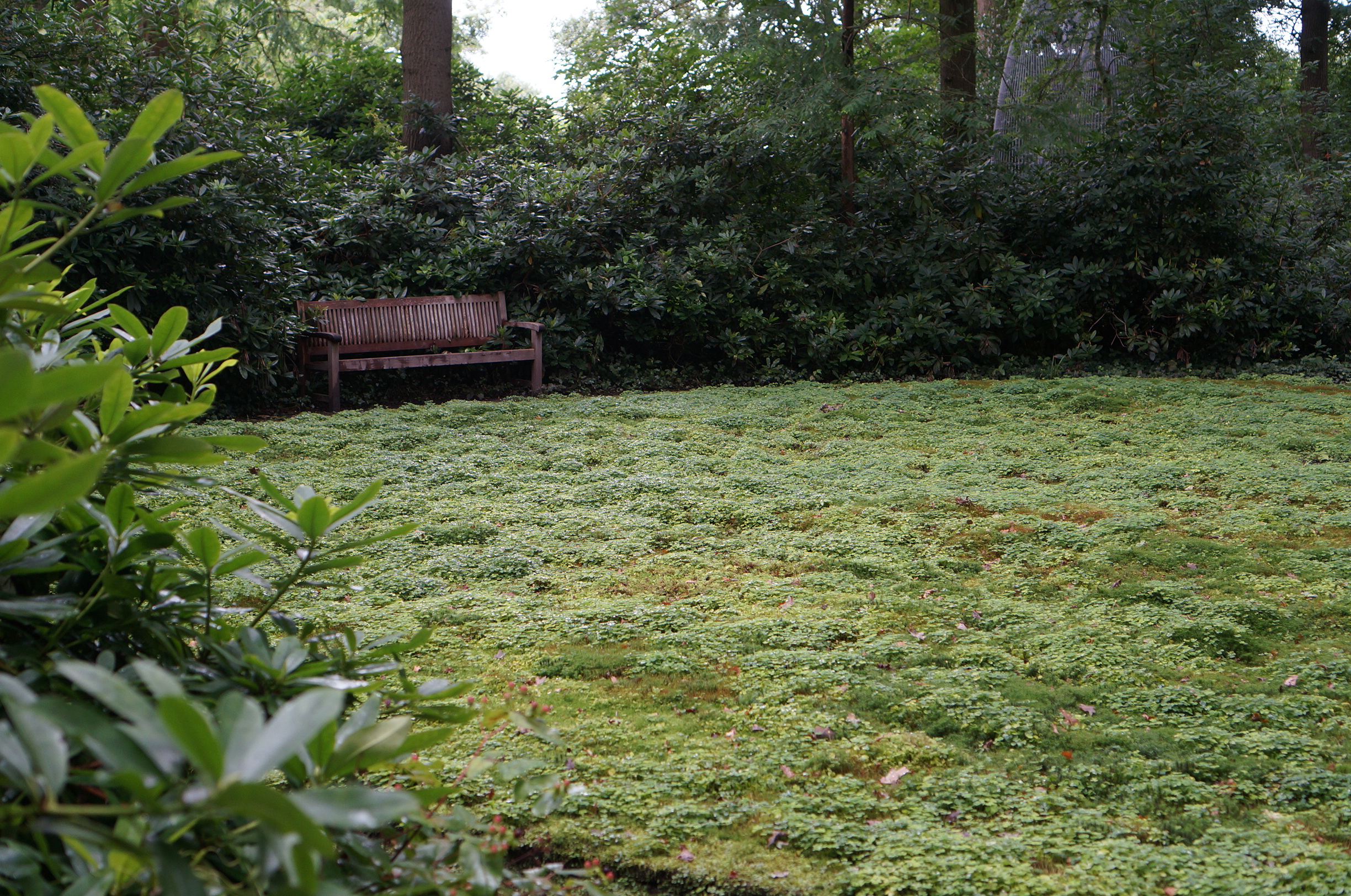 Круглая поляна с кислицей в лесной части сада